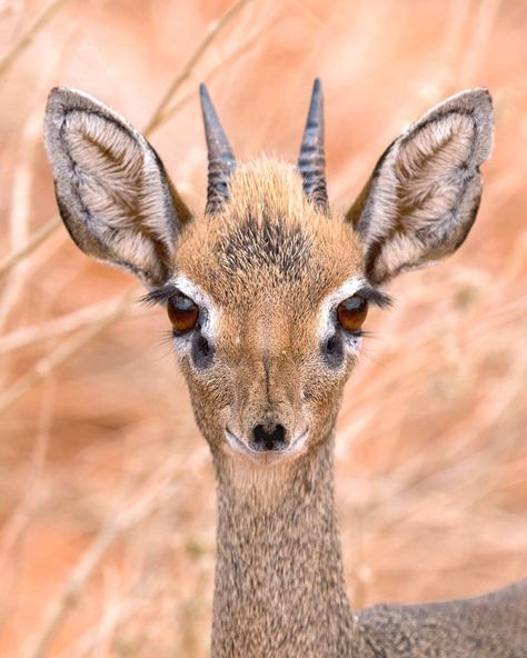 Meet Dik-dik, the cutest little antelope in the African savannas. It's same size with a small dog. Scared of everything but always running… South Africa Animals, Dik Dik, Africa Animals, Cut Animals, Wildlife Photographer, Red Squirrel, Animal Species, A Fairy Tale, African Animals