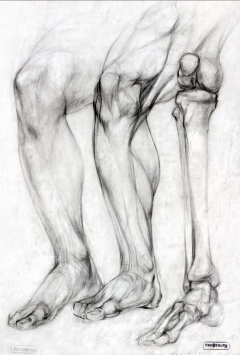 Bone Drawing, Leg Anatomy, Anatomy Bones, Drawing Legs, Human Anatomy Drawing, Human Figure Drawing, Human Anatomy Art, Anatomy Sketches, Anatomy Poses