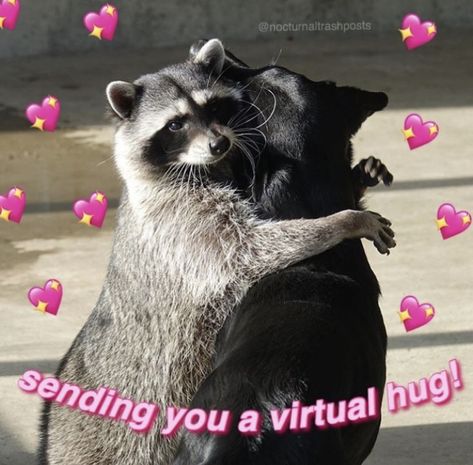 Raccoon Hug, Hug Meme, Cute Hug, Cat Hug, Virtual Hug, Cute Raccoon, Raccoon Funny, Funny Dog Memes, Trash Panda