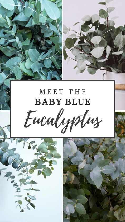 Baby Blue Eucalyptus Plant, Baby Blue Eucalyptus, Blue Eucalyptus, Australian Natives, Garden Inspo, Eucalyptus Tree, Outdoor Pots, Blue Bouquet, Tree Care