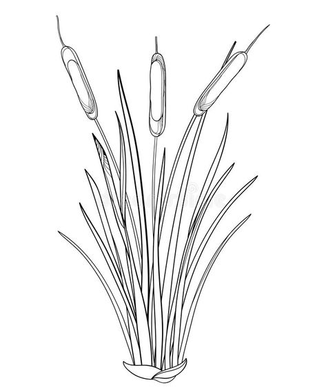 Vector outline Bulrush or reed or cattail or typha bunch with leaves in black isolated on white background. Swamp grass plant. Vector outline Bulrush or reed or royalty free illustration Black White Tattoos, 3d Art Drawing, Folk Art Flowers, Plant Vector, Sketches Tutorial, Creature Drawings, Plant Drawing, White Tattoo, Free Illustration