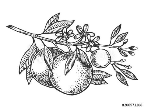 Stock Image: Orange tree branch engraving vector illustration Orange Tree Blossom Tattoo, Tangerine Tree Tattoo, Tangerine Branch Tattoo, Orange Branch Drawing, Orange Tree Branch Tattoo, Orange Tree Drawing, Orange Tree Tattoo, Orange Tattoo Fruit, Tangerine Tattoo