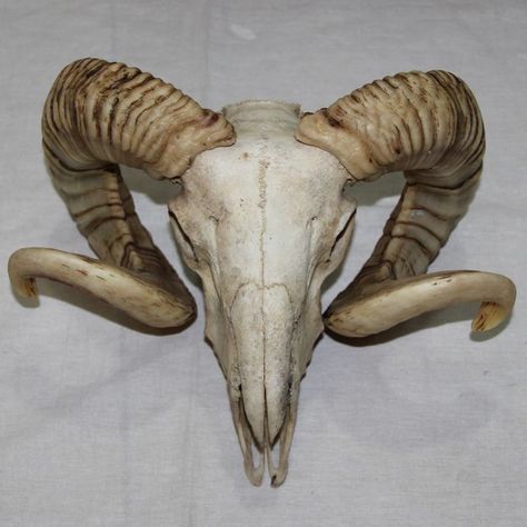 Goat Mask, Skull Animal, Skull Reference, Goat Skull, Buffalo Skull, Animal Skeletons, Ram Skull, Animal Skull, Vulture Culture