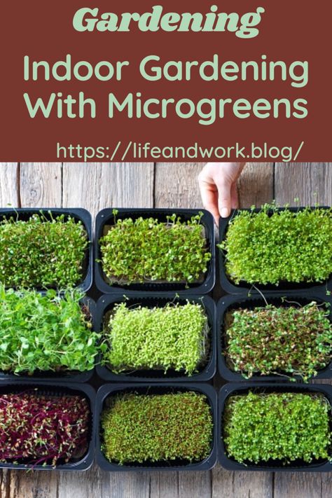 How To Grow Microgreens, Microgreens Garden, Microgreens Recipe, Grow Microgreens, Growing Sprouts, Beds Diy, Hydroponic Farming, Growing Microgreens, Simple Garden