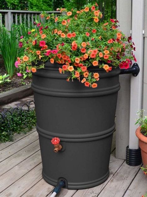 Como Plantar Pitaya, Rain Barrel System, Plantarea Legumelor, Barrels Diy, Rain Barrels, Water Barrel, Water Collection, Rainwater Harvesting, Rain Barrel