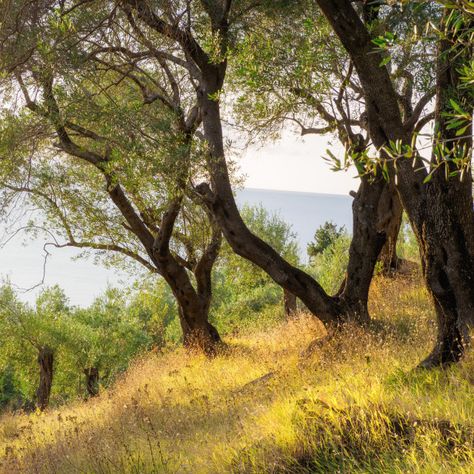 Nature, Graf Lantz, Corfu Island, Olive Grove, Website Backgrounds, Olive Trees, Fields Photography, Print Advertising, Greek Island