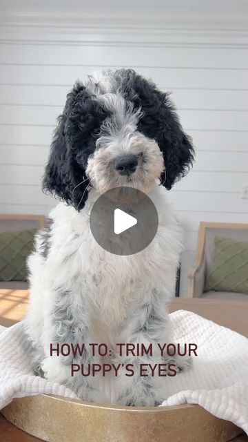 Sherri Gray Smeraglia on Instagram: "Our quick tutorial on how to trim up your pup’s eyes! 🐶 #goldendoodles #howto #grooming #poodles #puppies" How To Trim Labradoodle Face, Diy Poodle Grooming, Golden Doodle Face Grooming, Poodle Grooming Diy, Poodles Puppies, Dog Grooming Diy, Goldendoodle Grooming, Face Trimmer, Poodle Hair