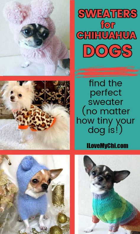 Find a great sweater for your chihuahua (or any small dog) no matter how tiny they are. Chihuahua Clothes Diy, Puppy Sweaters, Sweaters For Dogs, Crochet Dog Sweater Free Pattern, Small Dog Clothes Patterns, Chihuahua Sweater, Knitted Dog Sweater Pattern, Tiny Chihuahua, Small Dog Dresses