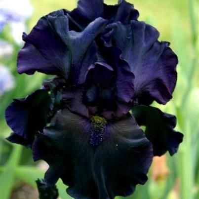 The Magic Black Iris (Iris nigricans) the national flower of Jordan Iris Flowers Garden, Goth Garden, Gothic Garden, Gladioli, Black Garden, Black Iris, Bearded Iris, Iris Flowers, Garden Care