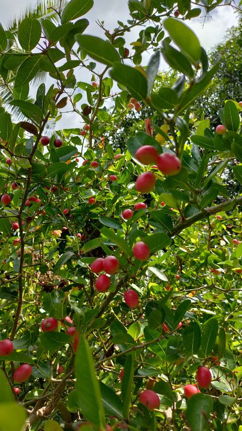 Fruit, Cranberry Tree, Cranberry