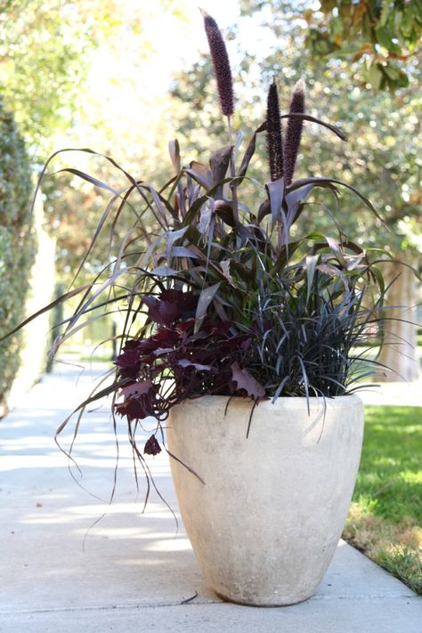 Gardenista This all-foliage combo with purple millet, black mondo grass, and sweet potato vine was inspired by one that Gardenista editor Erin Boyle spotted in her Brooklyn neighborhood. Its dark hues have the perfect dose of spookiness. Black Mondo Grass, Fall Container Gardens, Sweet Potato Vine, Fall Containers, Fountain Grass, Potato Vines, Garden Vines, Fall Planters, Patio Planters