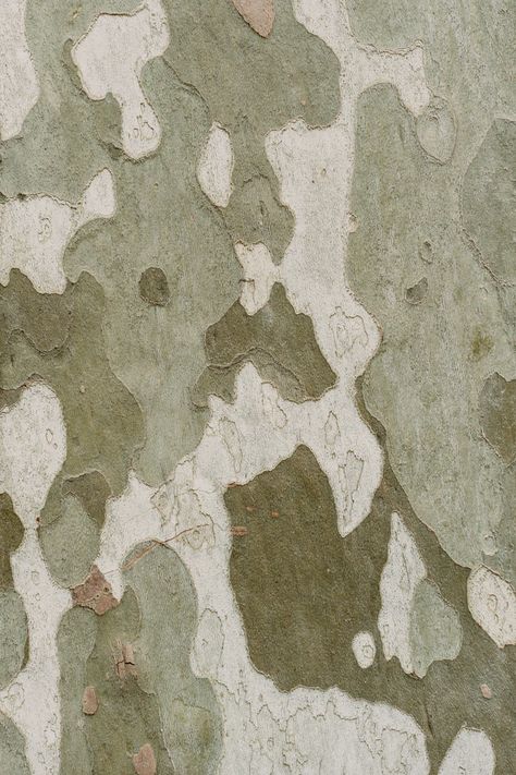 r Camo Aesthetic, Military Aesthetic, Eucalyptus Tree, Military Pictures, Ancient Forest, Free Textures, Pattern Pictures, Clear Glass Vases, White Prints