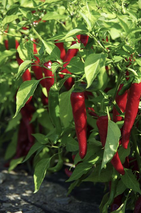 Pepper cayenne Red Ember - 2018 AAS Edible - Vegetable Winner - Add some spice to your life with this new cayenne pepper named Red Ember F1! This new AAS pepper Winner won over judges by being earlier to mature than the comparison varieties. Early maturity is an important feature for gardeners who live in climates with a shorter growing season. Red Ember produces a large number of rounded end fruits on durable, medium-sized plants. Growing Aloe Vera, Harvesting Basil, Stuffed Anaheim Peppers, Organic Vegetable Garden, Aloe Vera Plant, Pepper Seeds, Chilli Pepper, Cayenne Pepper, Red Hot Chili Peppers