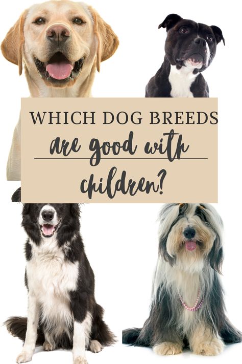 Which Dog Breeds Are Good With Children? 5 best dog breeds for families with children #DogBreeds #FamilyDogs #DogsBestWithChildren Best Family Dogs, Dog Breeds For Families, Dog Breed Names, Dog Training Books, Rare Dog Breeds, Dog Breeds List, Best Dogs For Families, All Breeds Of Dogs, Group Of Dogs