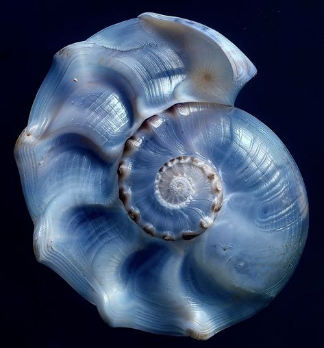 Blue Topaz Aesthetic, Blue Shell Aesthetic, Dark Sea Aesthetic, Sea Star Aesthetic, Sea Shells Aesthetic, Sapphire Aesthetic, Blue Sea Aesthetic, Spiral In Nature, Blue Sea Shells Aesthetic