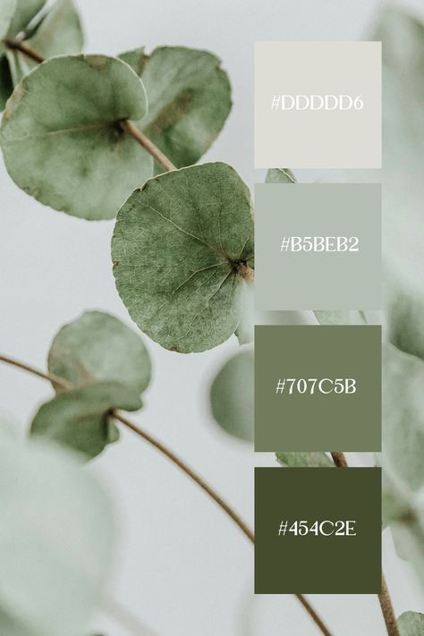 This pastel green palette features delicate eucalyptus leaves in soft, muted shades of pastel green, creating a calming and serene effect. Green Palette Pastel, Calm Green Color Palette, Light Green Pallet Color, Green White Colour Palette, Sage Green Color Combos, Eucalyptus Colour Palette, Sage Green And Pink Color Palette, Green Nature Color Palette, Eucalyptus Green Color Palette