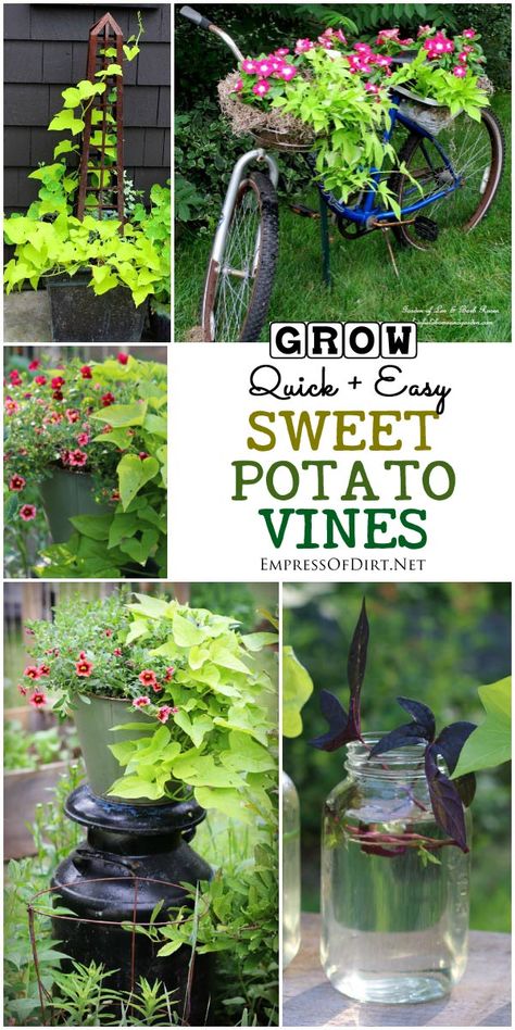 When It comes to quick, easy to grow, goof-proof annuals, sweet potato vine (Ipomoea butatas) is one of the best. I'll show you some creative uses for these reliable, gorgeous vines. Grow Sweet Potato Vine, Sweet Potato Vine Planter, Sweet Potato Plant, Growing Sweet Potatoes, Sweet Potato Vine, Potato Vines, Garden Vines, Growing Tips, Creative Gardening