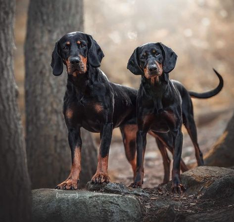 Hunter Dog, Hunting Dog, Bird Dogs, Man And Dog, Different Dogs, Types Of Dogs, Mixed Breed Dogs, Hound Dog, Hunting Dogs