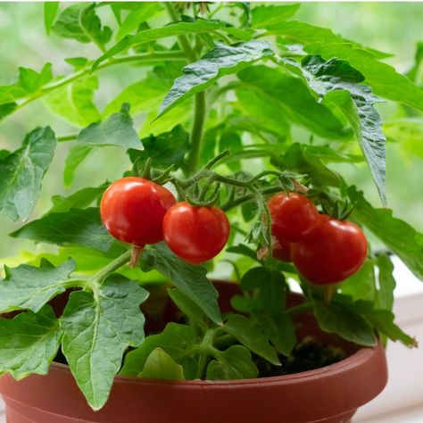 Potted Tomato Plants, Growing Tomatoes In Pots, Tomato Blight, Tomatoes In Pots, Watering Tomatoes, Black Cherry Tomato, Cherry Tomato Plant, Tomato Varieties, Determinate Tomatoes