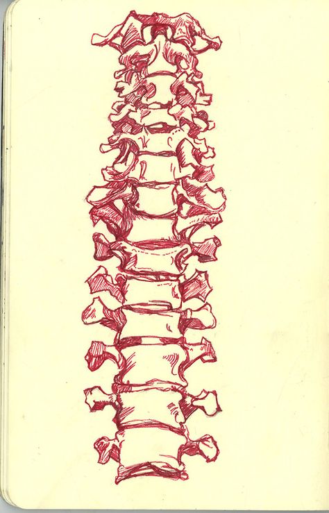 sketch Backbone Sketch, Backbone Drawing, Bones Sketch, Bone Reference, Bone Illustrations, Drawing Of A Skeleton, Spine Drawing, Bones Drawing, Spine Art