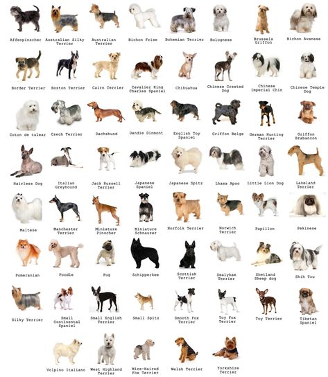 The Most Favorite Dog Breeds A to Z With Dog Breeds Alphabetical Order Dog Breeds Chart, Dog Breeds That Dont Shed, Types Of Dogs Breeds, Dog Breed Names, Top Dog Breeds, Dog Breeds List, Breeds Of Dogs, Hairless Dog, Dogs Breeds