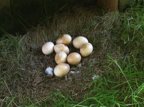 Peacock Eggs, Toys