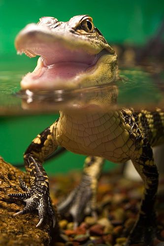 little croc Baby Alligator, Regard Animal, Desain Editorial, Cute Reptiles, Aquatic Life, Under Water, Crocodiles, Reptiles And Amphibians, Animal Planet