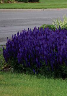 Hostas Garden Ideas, Hosta Gardens Layout, Hosta Garden Ideas, Hostas Garden, Purple Perennials, Planning Garden, Perennial Garden Plans, Garden Perennials, Bed Idea