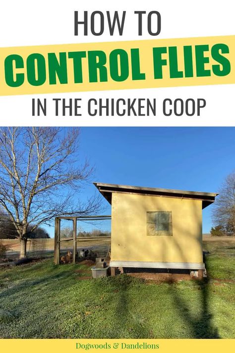 Not only are flies pesky, they can transmit diseases to your chickens. Learn natural ways to control flies in your chicken coop. From plants that repel flies to homemade fly sprays and traps, there are many ways to control flies in the chicken coop. Flies In Chicken Coop, Natural Fly Trap, Ducks Vs Chickens, Best Fly Trap, Fly Repellant Diy, How To Repel Flies, Coop Spray, Homemade Fly Spray, Natural Fly Repellant