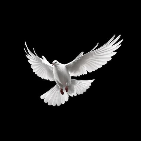 White Dove Flying, Dove Flying, Church Graphics, Christ Quotes, White Dove, White Doves, Holy Spirit, Black Background, A Black