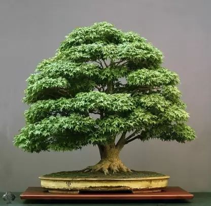 NSKON Imported Bonsai Beautiful Green Maple Seed Price in India - Buy NSKON Imported Bonsai Beautiful Green Maple Seed online at Flipkart.com Bonsai Maple Tree, Japanese Maple Bonsai, Maple Bonsai, Bonsai Seeds, Indoor Bonsai, Chinese Evergreen, Bonsai Plants, Big Leaves, Tree Seeds