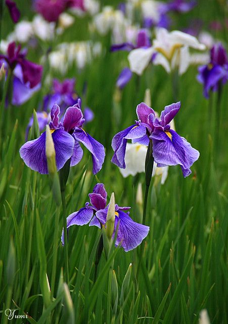 Japanese iris | * Yumi * | Flickr Japanese Iris, Iris Painting, Japanese Garden Design, Garden Solutions, Spring Bulbs, Japanese Flowers, Rare Flowers, Iris Flowers, Flower Farm