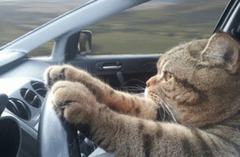 Cat Driving Serious GIF - CatDriving Serious Cat - Discover & Share GIFs Taking Cat, Cat Driving, Serious Cat, Funny Cat Images, Cat Travel, Kittens Playing, Save Animals, Funny Cat Memes, Funny Cat Pictures