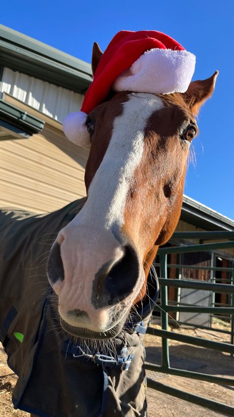 Christmas Horse Wallpaper, Christmas Horse Photoshoot, Horse Christmas Pictures, Christmas Equestrian, Horses Christmas, Equestrian Christmas, Scream Christmas, Felt Skirt, Freetime Activities