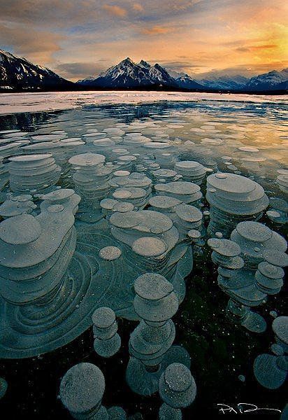 Abraham Lake, Canada Frozen Bubbles, Abraham Lake, Frozen Lake, Alberta Canada, Pretty Places, Science And Nature, Belize, Amazing Nature, Natural Wonders