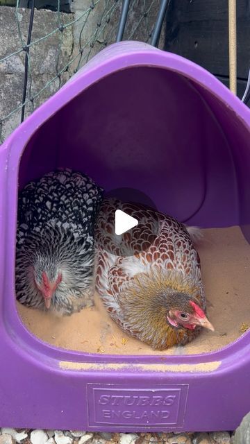 Charlotte Seaton on Instagram: "Two in the tub!   Dandelion and Peckles shared a dust bath this afternoon   Chickens are such sociable creatures and form strong friendships   Dust baths are an essential husbandry need too  I like to put @littlefeedco peck pourri dried flowers in mine too!   To get a 15% discount off your first order use code: EGGSANDFLUFF  #share #bath #friends #friendship #together #chicken #chickens #chickensofinstagram #hensofinstagram #chickensaspets #chickenkeeping #countrylife #petsofinstagram #chickenlife #fluffy #pethens #happyhens #chickenfriends #chickenjoy #mypet #itsthelittlethings #cute #hens #cuteanimals #beautiful #petstagram #beauty #happyplace #animalhusbandry" Dusting Bath For Chickens, Chicken Dust Bath, Chicken Dust Bath Containers, Winter Dust Bath For Chickens, Chicken Bath Dust, Chicken Bath, Dust Bath For Chickens, Animal Husbandry, Dust Bath