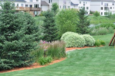 Zone 7 Evergreen Tree Varieties: Growing Evergreen Trees In Zone 7 Gardens Artificial Garden Plants, Landscaping Around Trees, Small City Garden, Artificial Plants Indoor, Zone 7, Artificial Plants Outdoor, Low Maintenance Landscaping, Evergreen Trees, Garden Borders