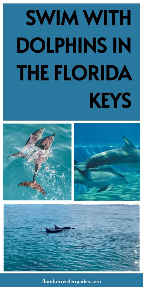 Hey there, fellow ocean enthusiasts! Looking for the best place to swim with dolphins in Florida Keys? If you’re anything like us, you’ve probably dreamed Swim With Dolphins Florida, Florida Dolphins, Swim With Dolphins, Key West Beaches, Marine Ecosystem, Vacation Tips, South Beach Miami, Sunset Cruise, Family Friendly Activities