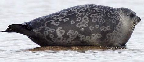 The Ringed Seal, has a distinctive patterning of dark spots surrounded by light grey rings, hence its common name. Polar Bears, Ringed Seal, Ribbon Seal, Real Animals, Arctic Sea, Arctic Animals, Sea Lion, Amazing Animals, Cute Friends