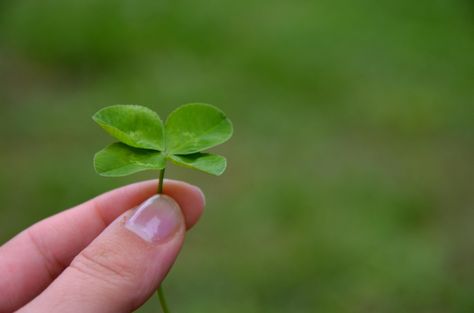 Why You Should Leave Clover in the Lawn - Home Garden Joy St Patricks Day History, Fun Facts For Kids, And So It Begins, Saint Patties, St Patrick's Day Crafts, History For Kids, St Paddys Day, St Paddy, Paddys Day