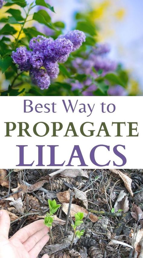 Harvesting Lilac Flowers, Lilac Bush Landscaping Backyards, How To Propagate Lilacs From Cuttings, Transplanting Lilac Bush, How To Prune Lilac Bush, Propagating Lilacs From Cuttings, Transplant Lilac Bush, Planting Lilac Bushes, What To Plant With Lilacs