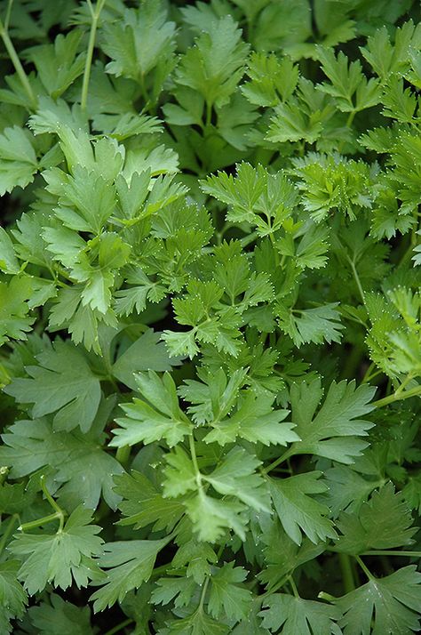 Italian Parsley (Petroselinum crispum 'var. neapolitanum') at New Garden Landscaping & Nursery Parsley Plant, Landscape Nursery, Italian Parsley, Single Leaf, Perennial Herbs, Outdoor Pots, Herbaceous Perennials, Aromatic Herbs, Bedding Plants