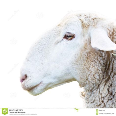 Sheep Side View, Sheep Eyes, Lamb Sides, Side View Of Face, Sheep Mask, Sheep Face, Sheep Head, Lion And Lamb, Sheep And Lamb