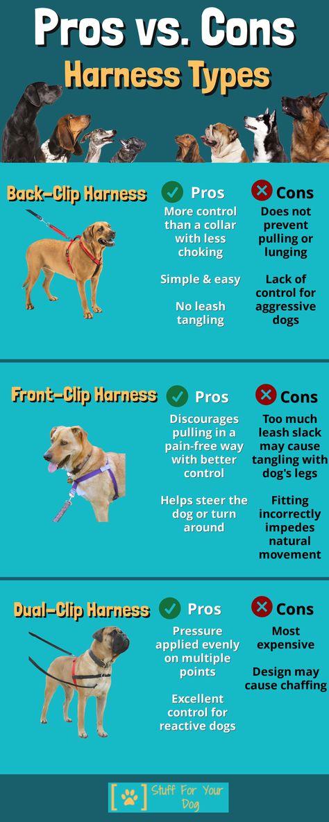 What type of harness should you use with your dog? #dogharness #dog #dogwalking #frontclipharness #backclipharness #dualclipharness Health Checklist, New Puppy Checklist, Best Puppy Names, Dog Wellness, Dog Leg, Reactive Dog, Dog Health Tips, Dog Harnesses, Dog Nutrition