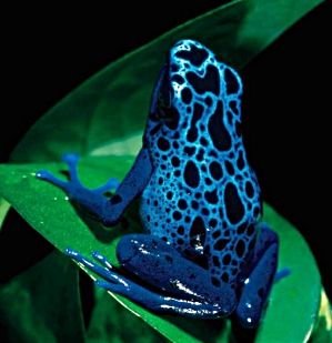 Finally, one of those drop dead gorgeous frogs. This one sort of just dropped into my lap. Poison Frog, Black Frog, Blue Frog, Amazing Frog, Dart Frogs, Poison Dart, Desktop Background Pictures, Dart Frog, Infectious Diseases