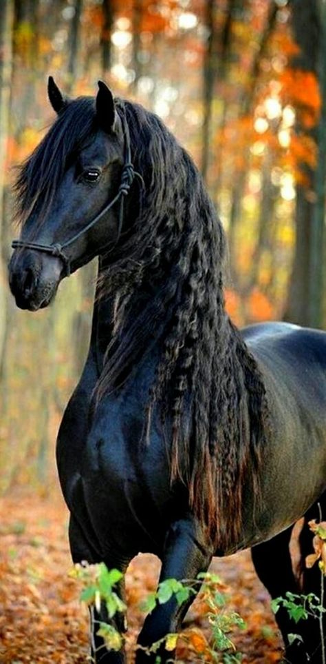 Black Horse Wallpaper Iphone, Horse Head Drawing, Horse Wallpaper, Horse Aesthetic, Most Beautiful Horses, Friesian Horse, Majestic Horse, Black Horse, Horse Farms