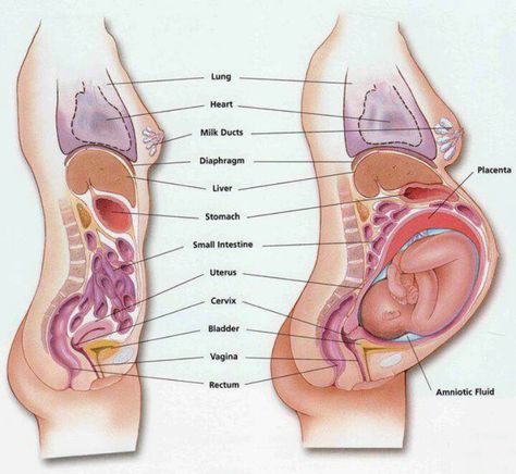 How a baby moves organs: this explains it all! Look how baby presses into the back, bladder, stomach and makes the intestines move- it is amazing what our bodies can do. Body Anatomy Organs, Anatomy Organs, Belly Binding, Pregnancy Labor, Childbirth Education, Prenatal Care, Baby Prep, Body Anatomy, Pregnancy Birth