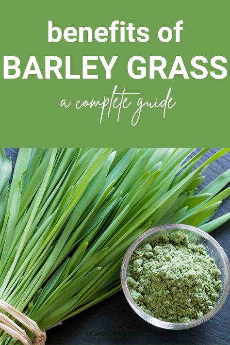 A bowl of barley grass, showcasing its vibrant green color and potential as a nutrient-rich superfood. Barley Grass Juice Powder Benefits, Barley Grass Powder Benefits, Barley Benefits Healthy, Barley Grass Benefits, Barley Plant, Barley Benefits, Barley Powder, Cereal Grain, Barley Grain