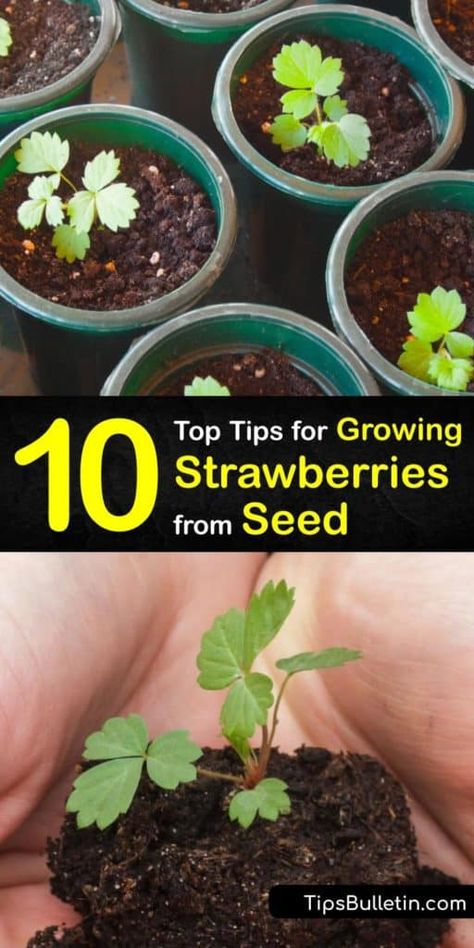 Grow Strawberries From Seed, Strawberry Seedlings, Growing Strawberries In Containers, Growing Plants From Seeds, How To Grow Strawberries, Strawberries In Containers, Seed Starters, Grow Strawberries, Alpine Strawberries