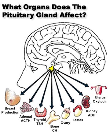 Pituitary gland Pituitary Gland Tumor, Water Infusion, Anatomy Education, Study Biology, Craniosacral Therapy, Nursing Mnemonics, Endocrine Disorders, Brain Facts, Pituitary Gland